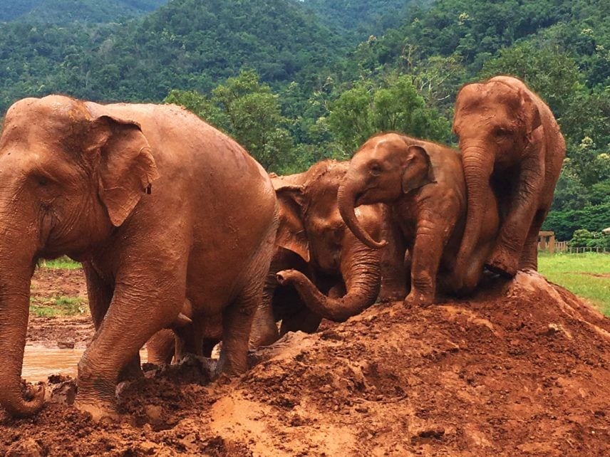 Elephant Thailand